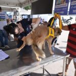 Sepet completa um ano com mais de 56 mil animais beneficiados e avanço das políticas de proteção animal no Amazonas