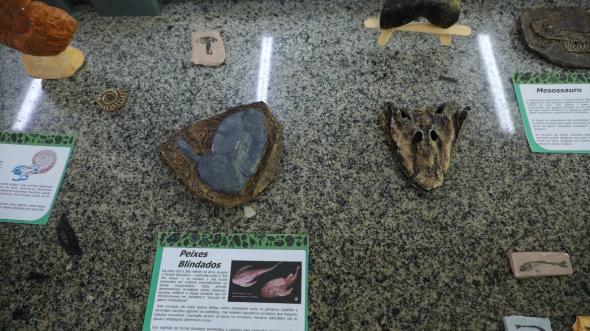 Fapeam está com inscrições abertas para o Programa de Apoio à Organização, Restauração, Preservação e Divulgação de Coleções Biológicas e Museus