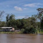 Dia Internacional das Florestas e da Árvore: futuro sustentável depende da colaboração internacional para preservação das áreas verdes