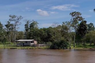 Dia Internacional das Florestas e da Árvore: futuro sustentável depende da colaboração internacional para preservação das áreas verdes