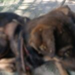 Polícias prendem homem por maus-tratos contra três cães no bairro Gilberto Mestrinho