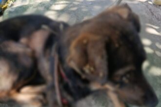 Polícias prendem homem por maus-tratos contra três cães no bairro Gilberto Mestrinho