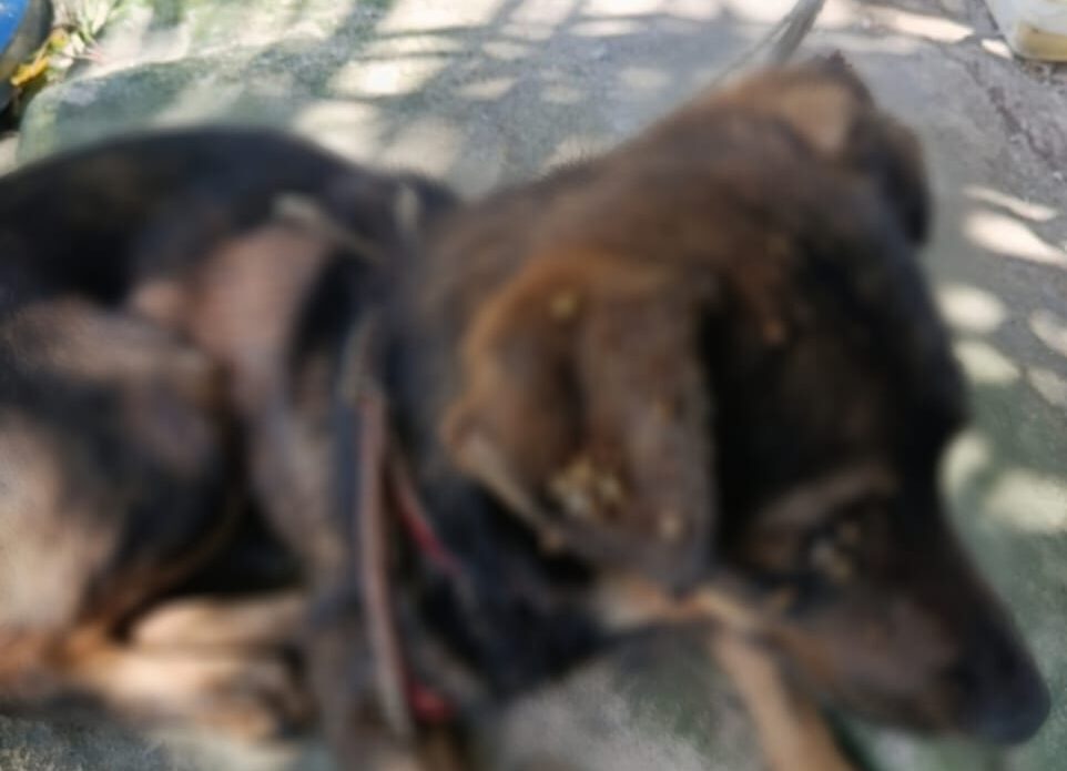 Polícias prendem homem por maus-tratos contra três cães no bairro Gilberto Mestrinho