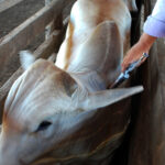 Adaf alerta que vacinação contra a raiva dos herbívoros passa a ser obrigatória em Lábrea