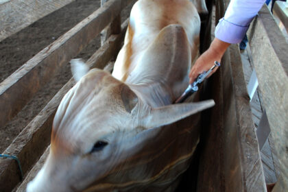 Adaf alerta que vacinação contra a raiva dos herbívoros passa a ser obrigatória em Lábrea