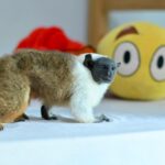 Símbolo de Manaus, sauim-de-coleira é resgatado pelo Ipaam no bairro Nova Cidade