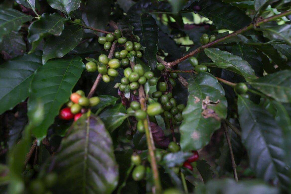 Nova lei prioriza a aquisição do café produzido no Amazonas nos órgãos da administração pública