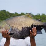 Período de defeso do tambaqui termina nesta terça-feira