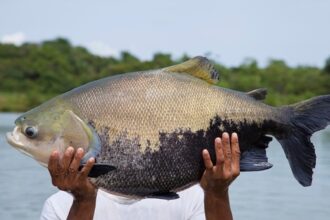 Período de defeso do tambaqui termina nesta terça-feira