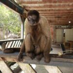 Macaco-barrigudo é resgatado de um sítio na BR-174