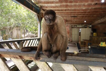 Macaco-barrigudo é resgatado de um sítio na BR-174