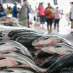 Semana Santa: Feirão do Pescado começa nesta quarta em Manaus