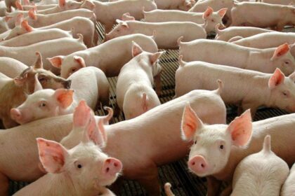 Amazonas vai sediar encontro de Defesas Agropecuárias para discutir Plano Brasil de Peste Suína Clássica