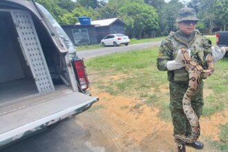 Cobra jiboia é resgatada em área de jardim de escola na Cidade Nova
