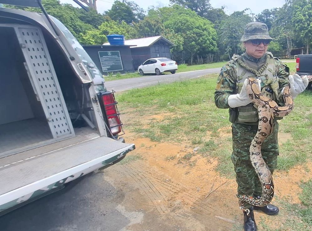 Cobra jiboia é resgatada em área de jardim de escola na Cidade Nova