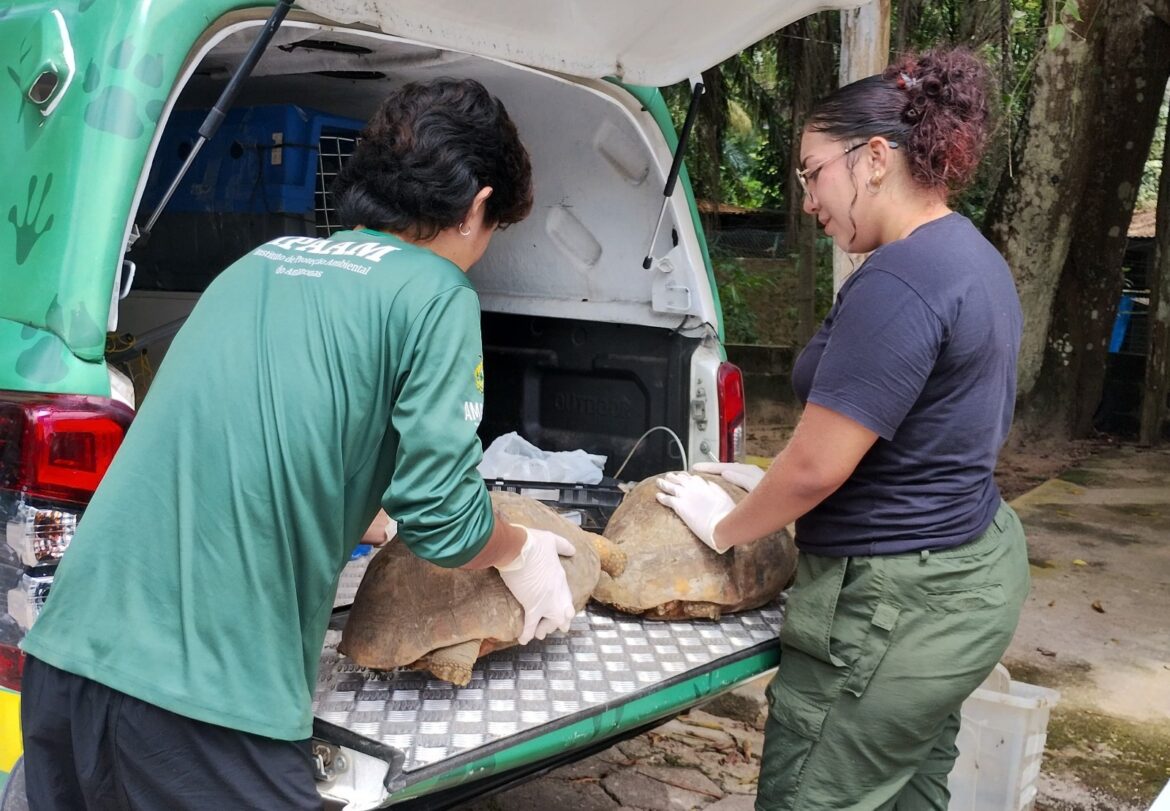 Fiacalização ambiental resgata mais de 50 animais silvestres na zona leste de Manaus