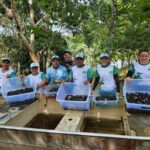 Sema realiza soltura de mais de 2,5 mil quelônios no sul do Amazonas