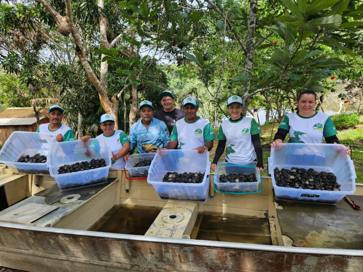 Sema realiza soltura de mais de 2,5 mil quelônios no sul do Amazonas