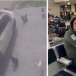 Vídeo: homem suspeito de atropelar cães no Parque Dez é detido no aeroporto de Manaus