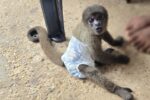Casal investigado por tráfico de drogas, foi preso com arma e macaco silvestre em cativeiro