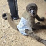 Casal investigado por tráfico de drogas, foi preso com arma e macaco silvestre em cativeiro