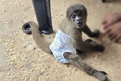 Casal investigado por tráfico de drogas, foi preso com arma e macaco silvestre em cativeiro