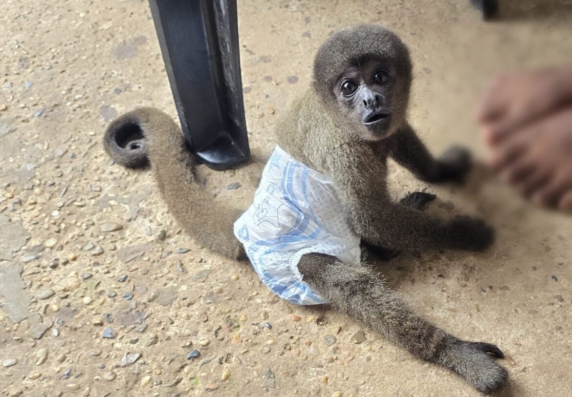 Casal investigado por tráfico de drogas, foi preso com arma e macaco silvestre em cativeiro