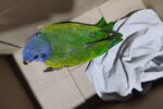 Patrulhamento Ambiental realiza resgate de seis animais silvestres em Manaus