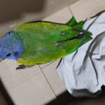 Patrulhamento Ambiental realiza resgate de seis animais silvestres em Manaus