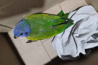 Patrulhamento Ambiental realiza resgate de seis animais silvestres em Manaus