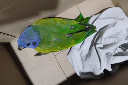 Patrulhamento Ambiental realiza resgate de seis animais silvestres em Manaus