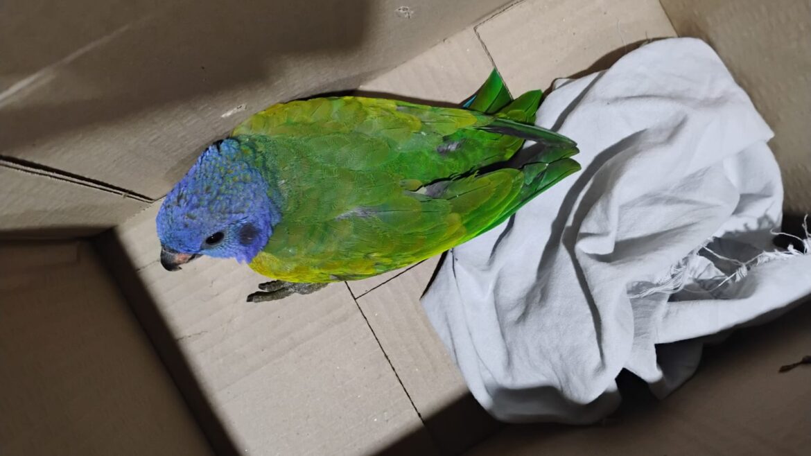 Patrulhamento Ambiental realiza resgate de seis animais silvestres em Manaus