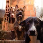 Justiça fiscaliza políticas públicas voltadas à proteção e bem-estar animal, em Eirunepé