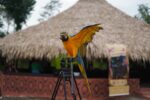 Aldeia no Amazonas promove cultura e imersão indígena por meio de projeto cultural