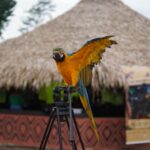 Aldeia no Amazonas promove cultura e imersão indígena por meio de projeto cultural