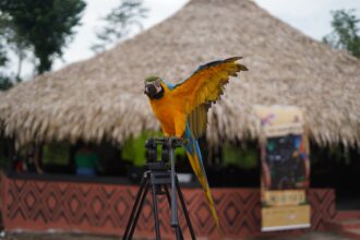 Aldeia no Amazonas promove cultura e imersão indígena por meio de projeto cultural