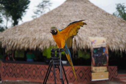 Aldeia no Amazonas promove cultura e imersão indígena por meio de projeto cultural