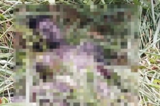 Corpo de adolescente em decomposição é encontrado em área de mata na rodovia AM-010