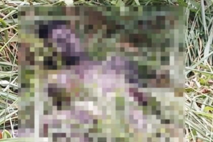 Corpo de adolescente em decomposição é encontrado em área de mata na rodovia AM-010